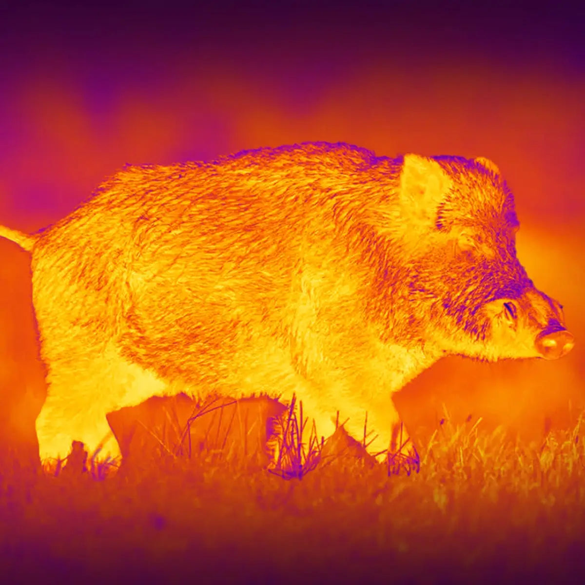 Wärmebildkamera für die Jagd: Vergleich, Tipps & Kaufberatung 2025