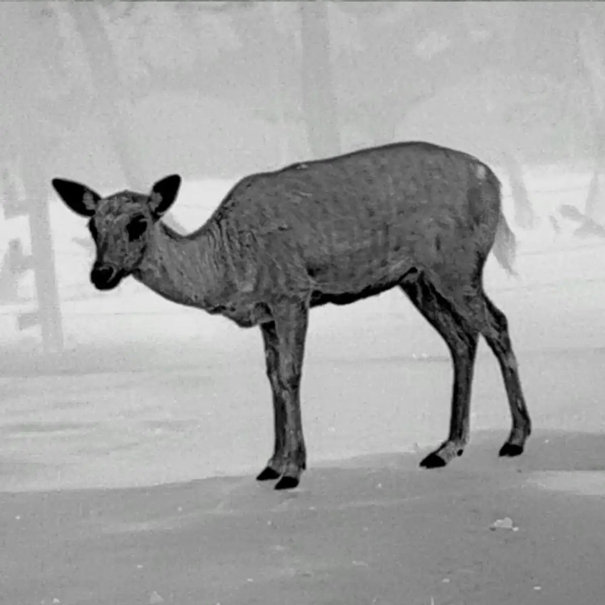 Wärmebildkamera für die Jagd FAQ