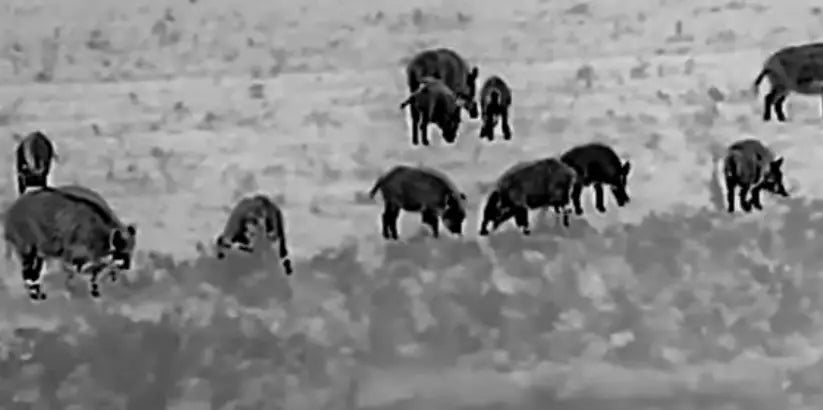 Sauenjagd mit dem Wärmebildvorsatzgerät Thunder 2.0 Th35pc von HIKMICRO