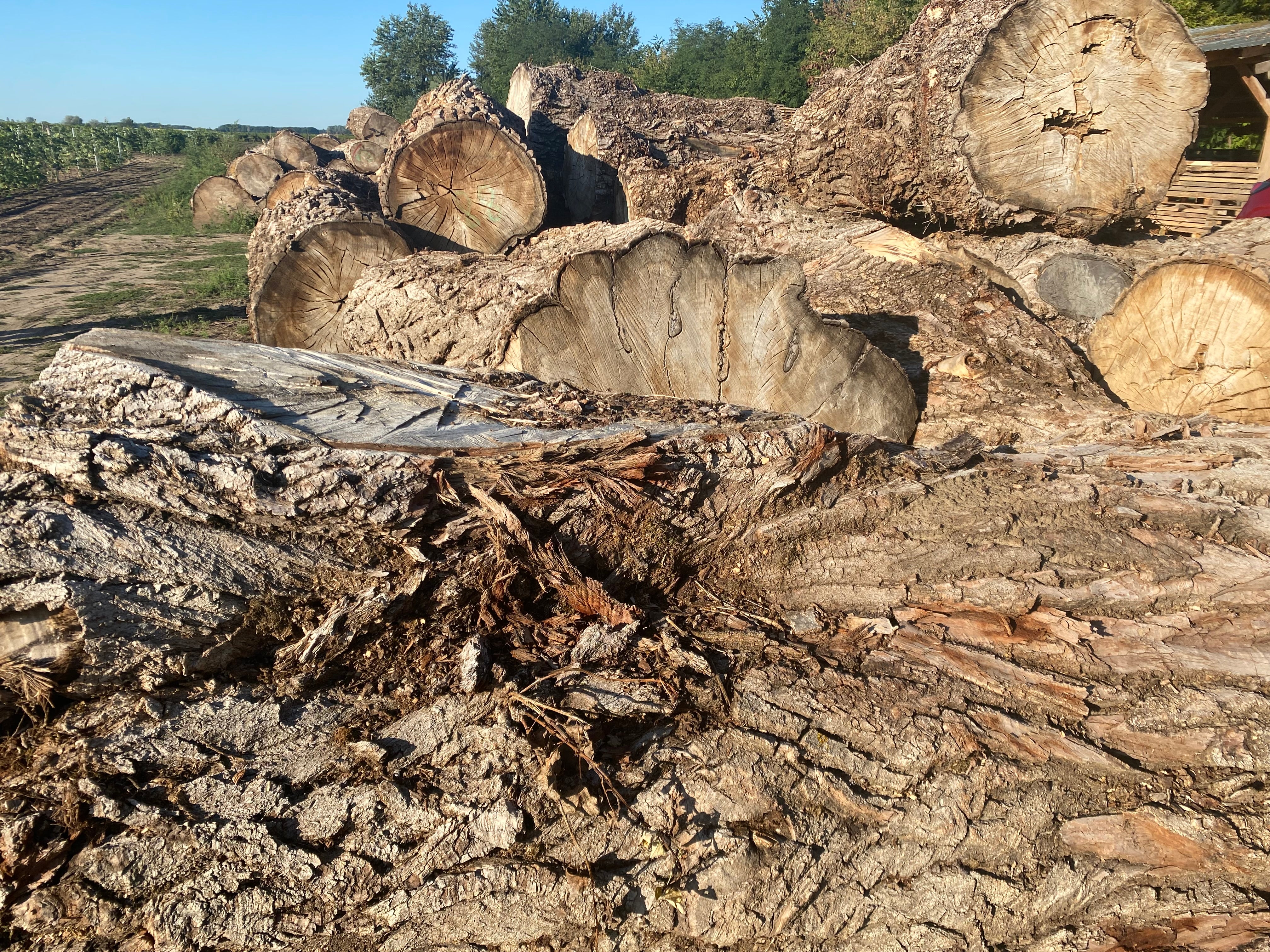 Rustikale Sitzgruppen aus Schwarzpappel – Massives Naturholz für Garten, Terrasse & Jagdhütte