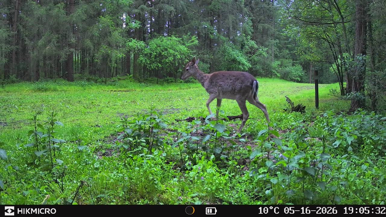 Aufnahme mit Wildkamera T16 von HIKMICRO für die Jagd.