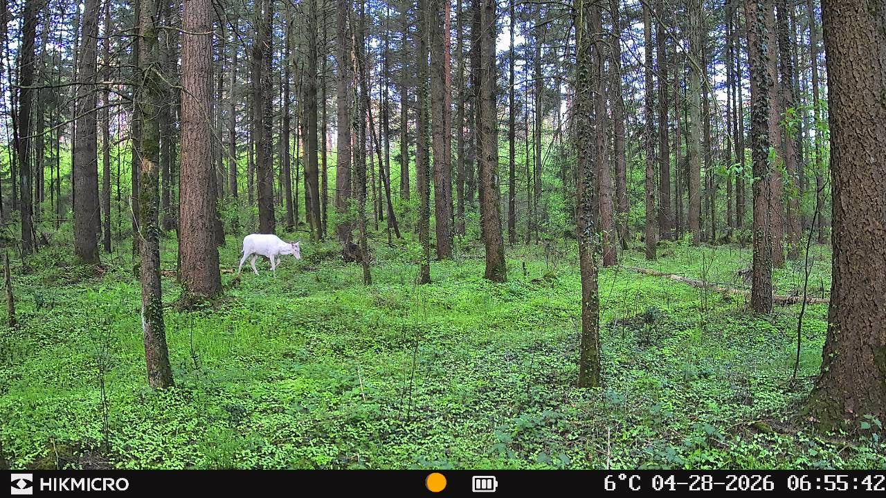 Aufnahme mit Wildkamera T16 von HIKMICRO für die Jagd.