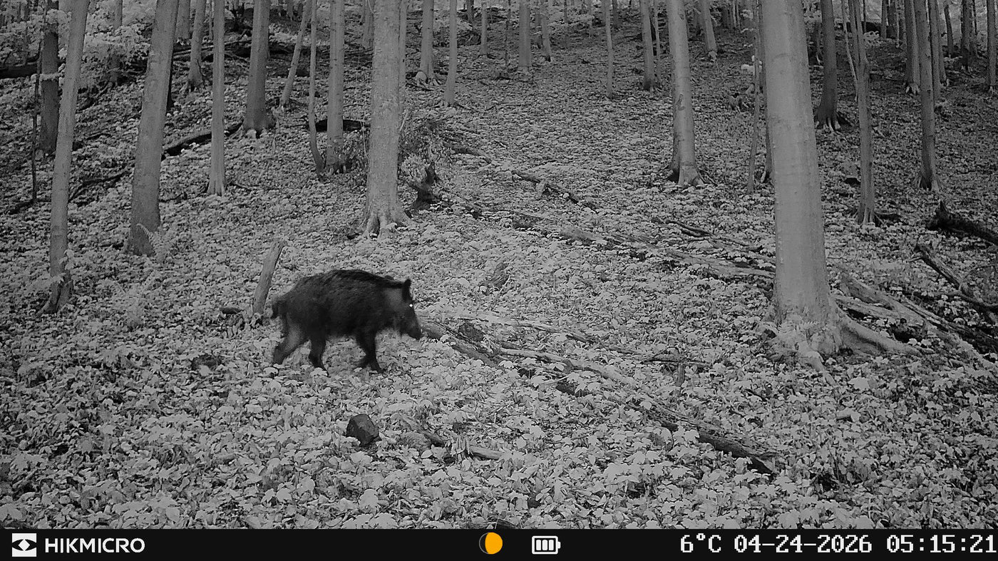 Aufnahme mit Wildkamera T16 von HIKMICRO für die Jagd.