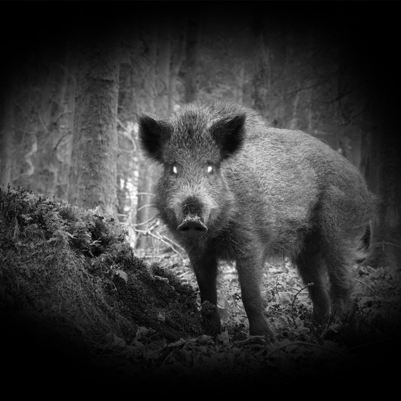 Aufnahme mit dem PARD NV007V Digitales Nachtsicht-Aufsatzgerät für die Jagd.