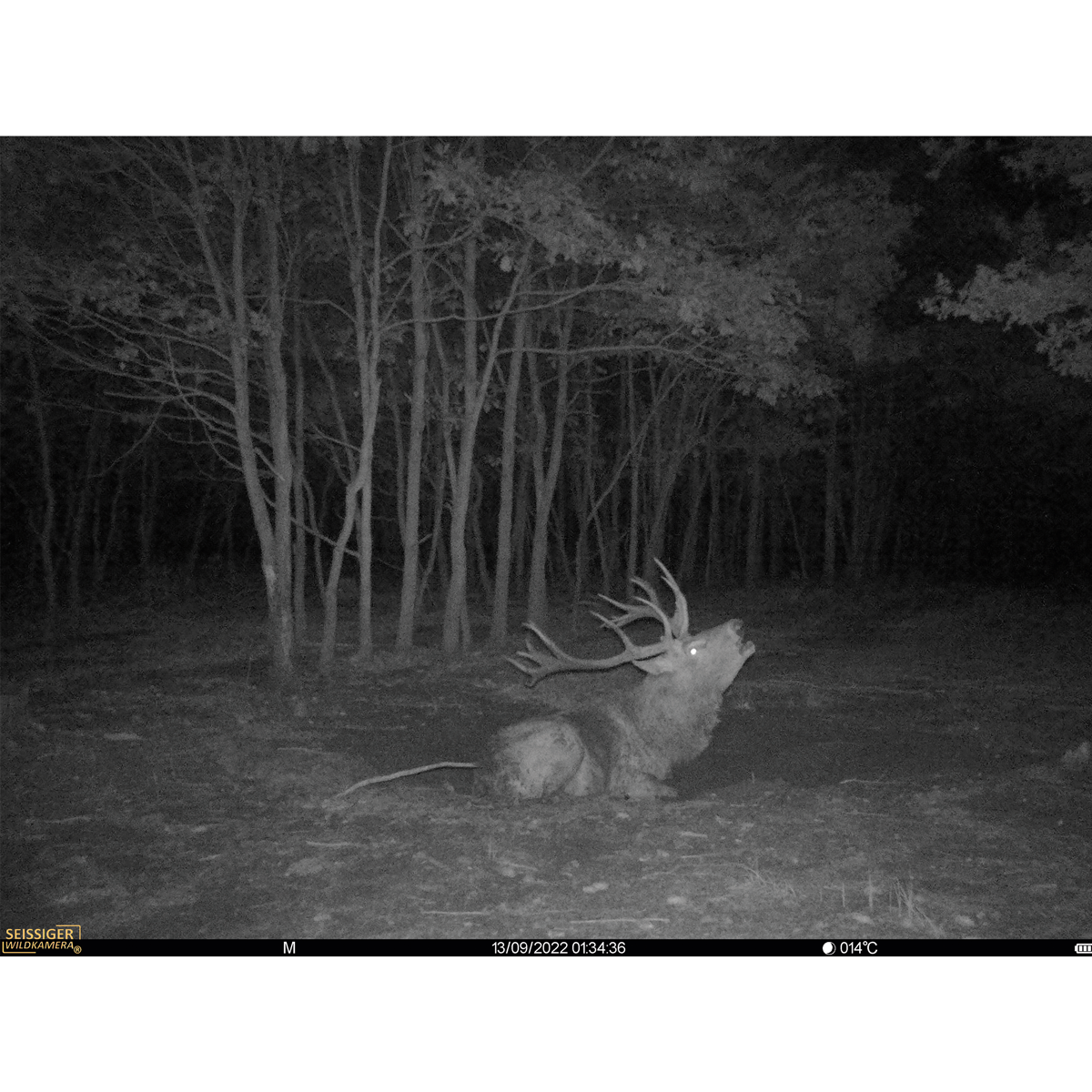 Aufnahme mit SEISSIGER Base-Cam LTE SUPERSIM-Edition Wildkamera für die Jagd.