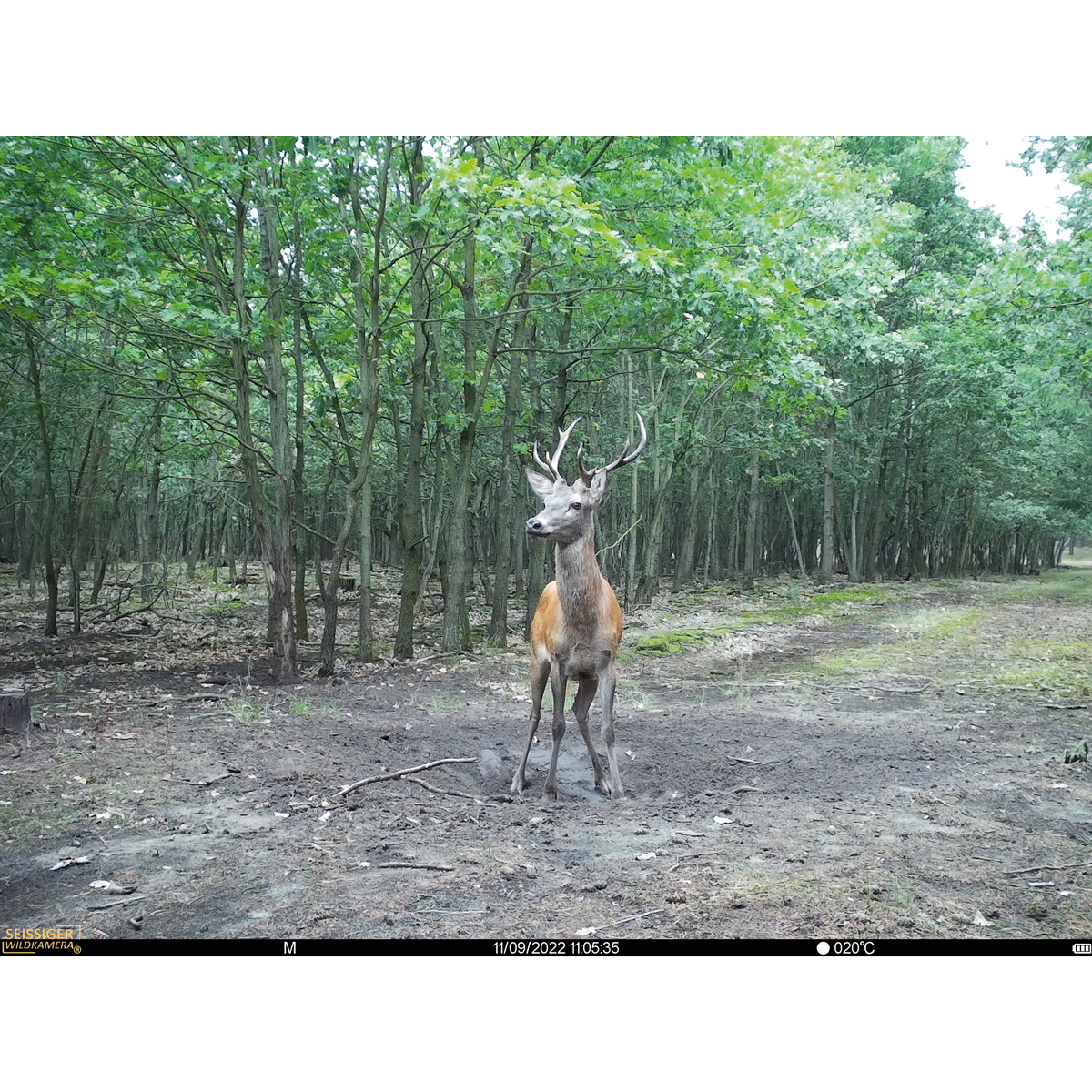 Aufnahme mit SEISSIGER Base-Cam LTE SUPERSIM-Edition Wildkamera für die Jagd.