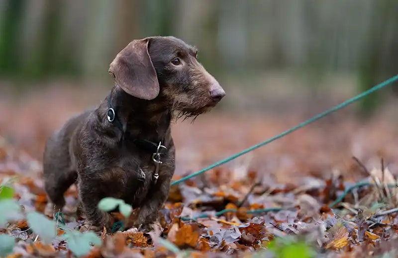 Dunkelbrauner Dackel mit Geschirr und Leine.