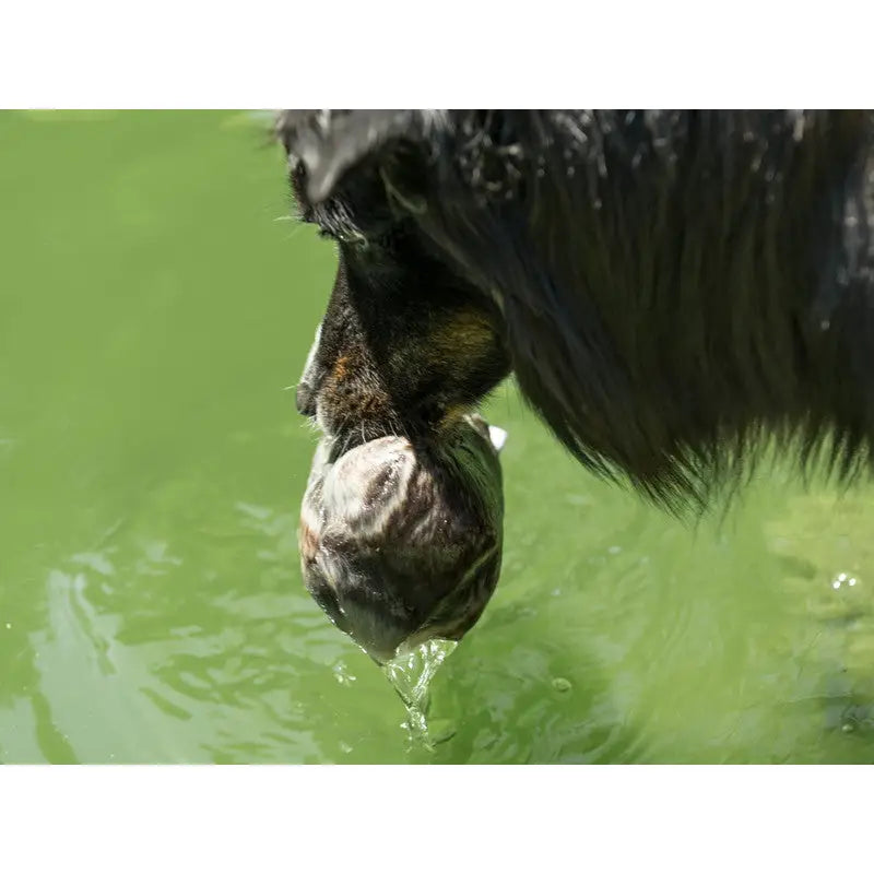 Hunde Dummy Komplettfell Dummy