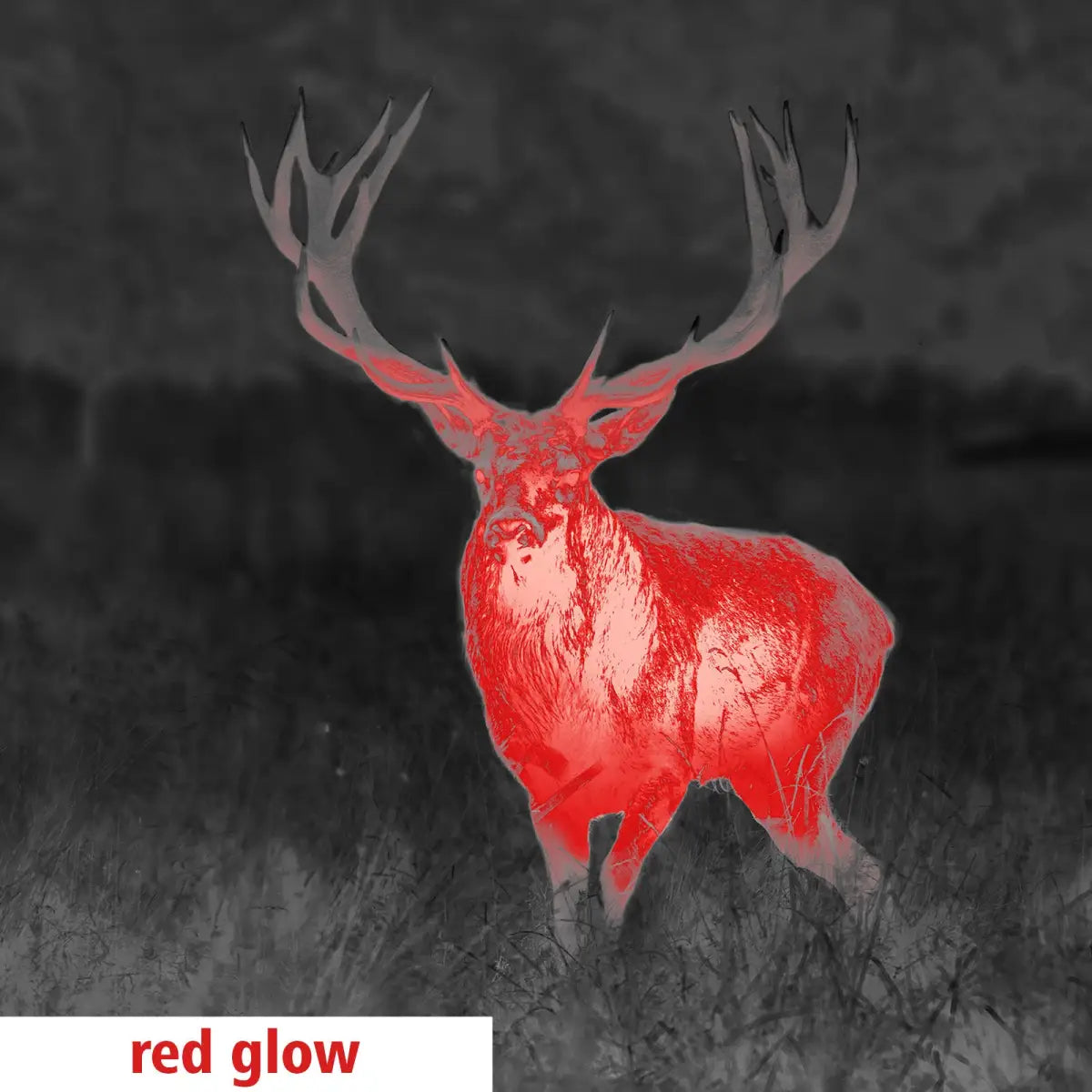 Es handelt sich hier um Aufnahme mit GPO Spectra™ TI 35 Wärmebildgerät / Vorsatzgerät für die Jagd.