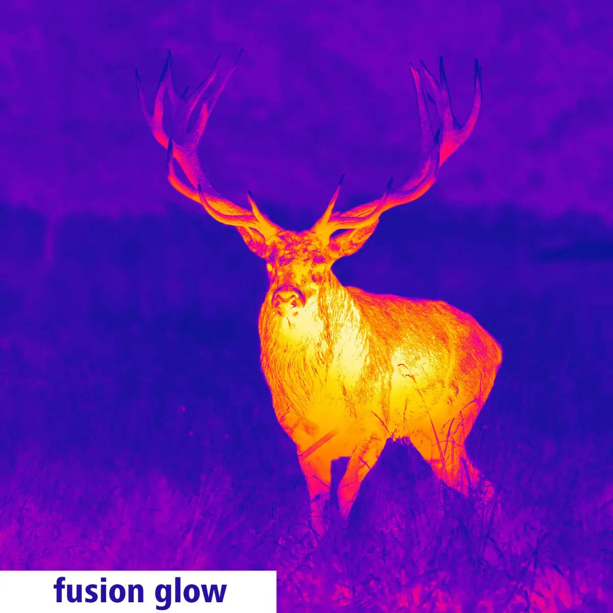 Es handelt sich hier um Aufnahme mit GPO Spectra™ TI 35 Wärmebildgerät / Vorsatzgerät für die Jagd.