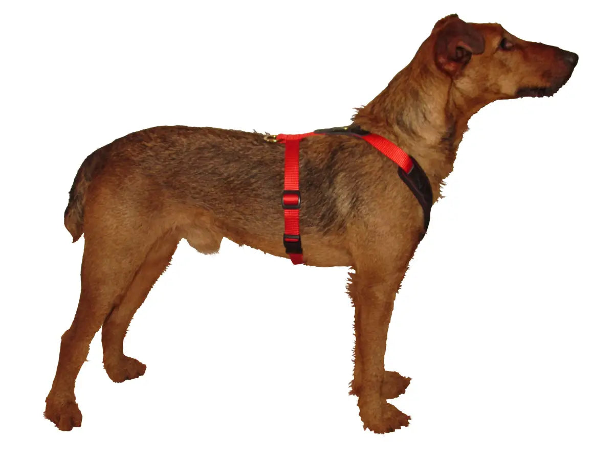 Hundegeschirr-FG Follow Start Niggeloh Hundegeschirr