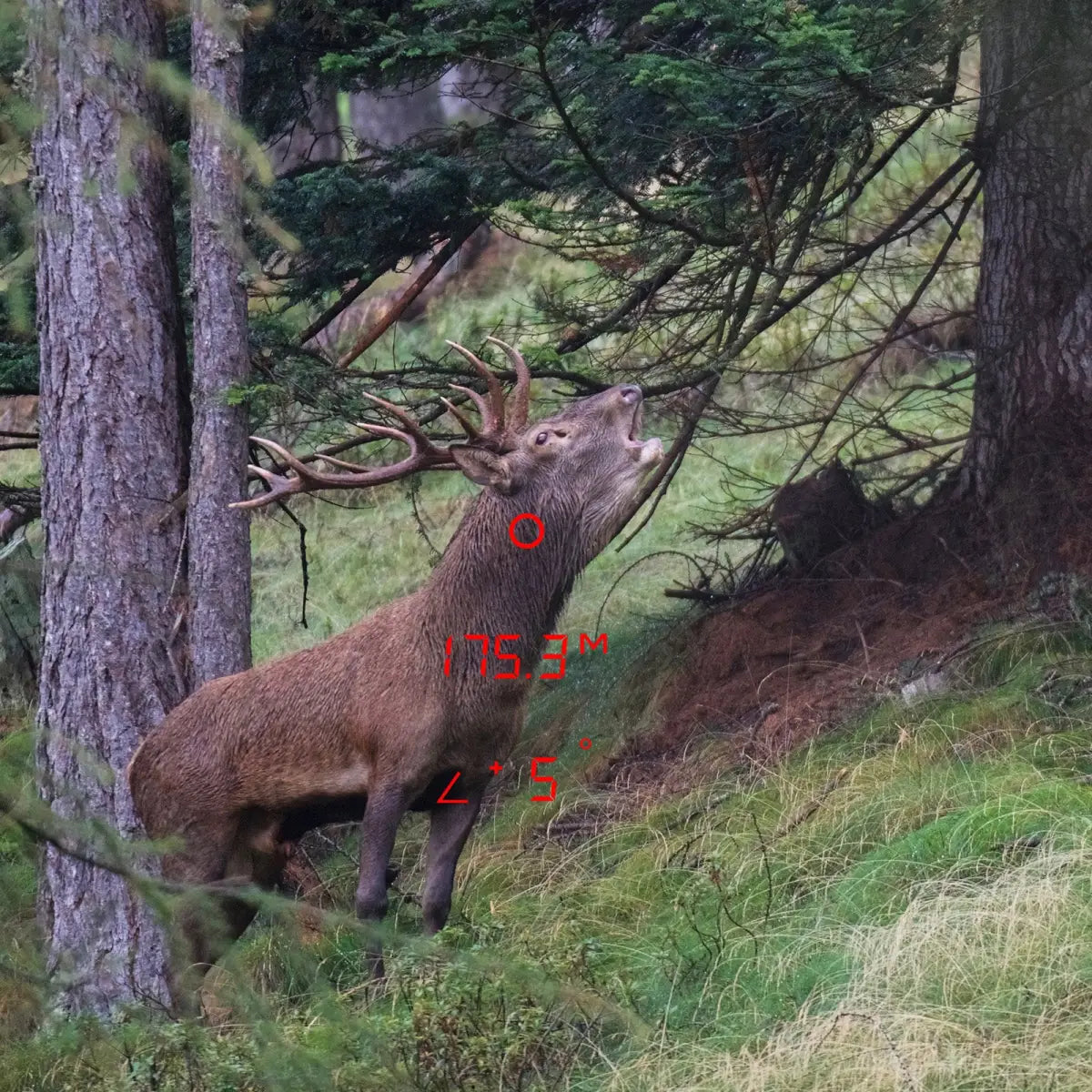 Es handelt sich hier um Aufnahme mit Laser-Entfernungsmesser Fernglas GPO Rangeguide™ 2800 8x50 für die Jagd.