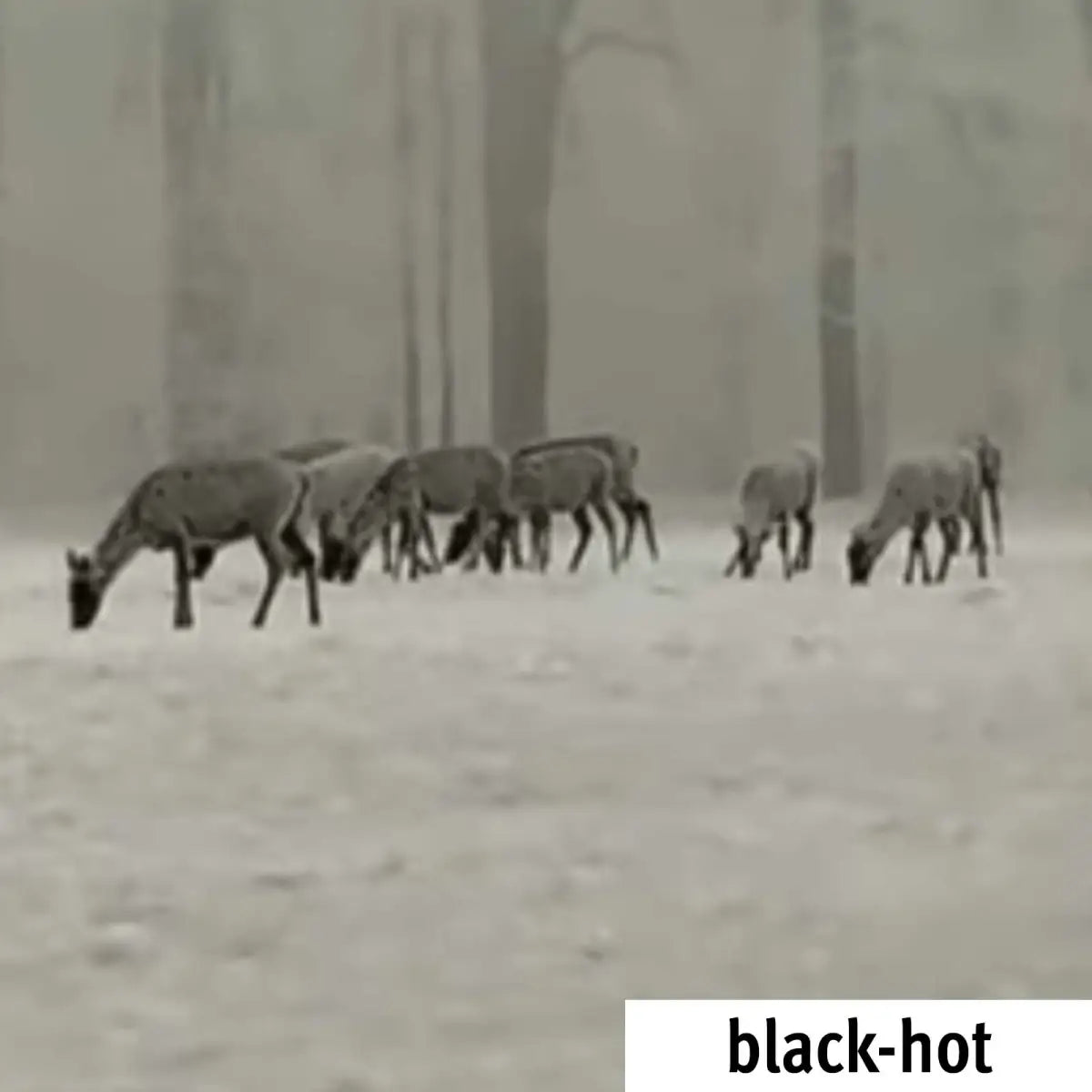 Es handelt sich hier um Aufnahmen mit Lahoux Digiclip Nachtsichtgerät Vorsatzgerät für die Jagd.