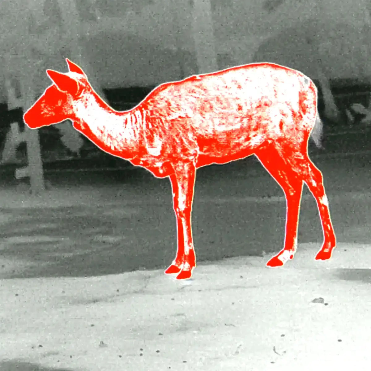 Aufnahmen mit PARD Predator 640 LRF mit 45 mm Wärmebild-Vorsatzgerät für die Jagd.