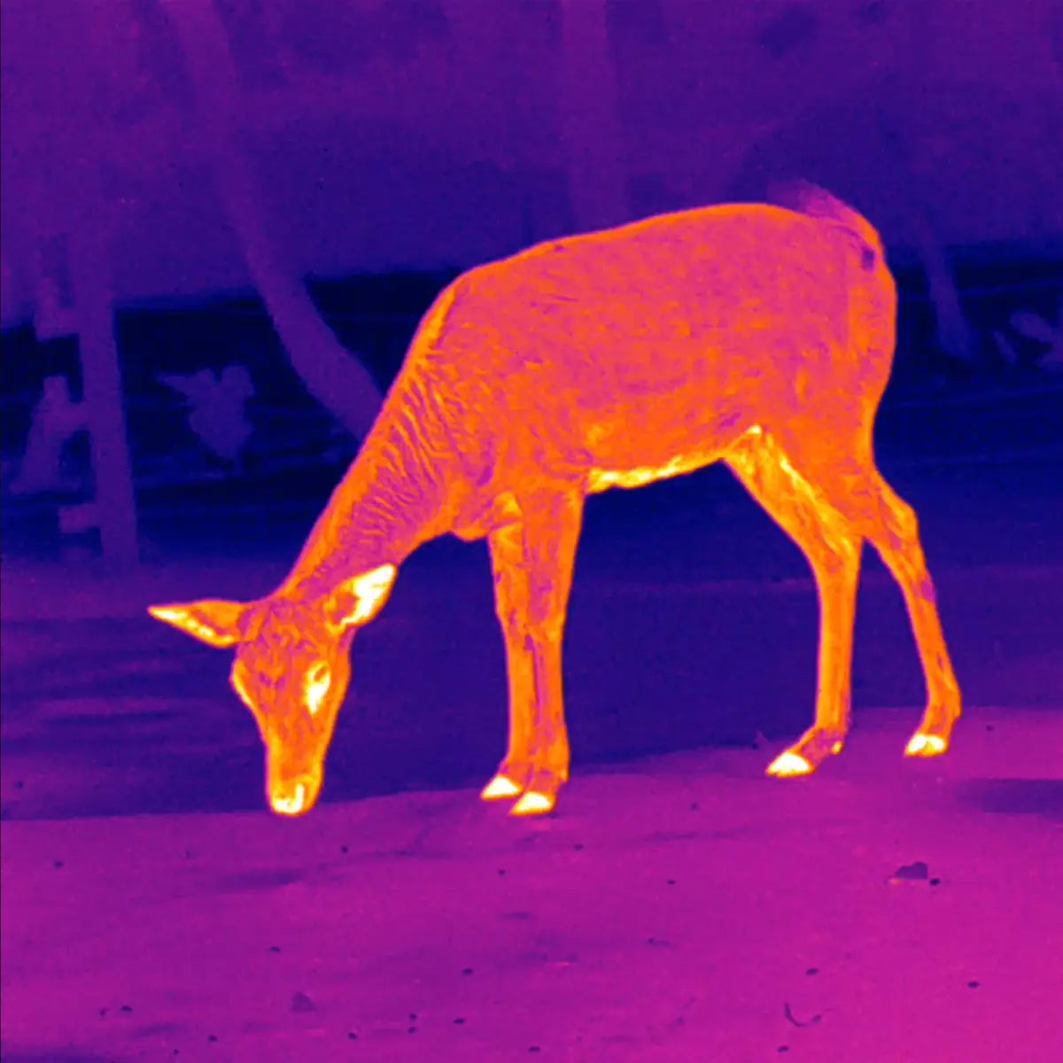 Aufnahme mit PARD Wärmebild-Monokular Leopard 256 für die Jagd.