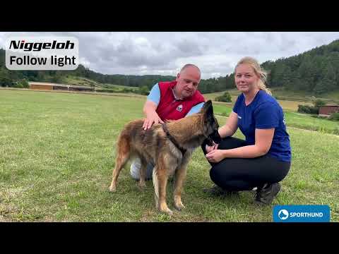 Video zum Hundegeschirr Follow Light Niggeloh, für den Jagdhund.