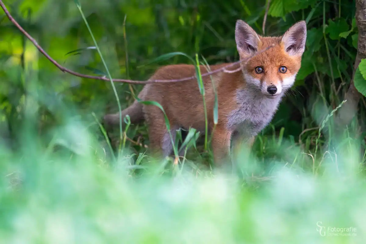 Roter Fuchs mit wachen Ohren und leuchtenden Augen, der durch die Vegetation späht.