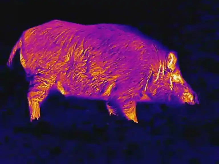 Eine Sau gefilmt mit einer Wärmebildkamera.