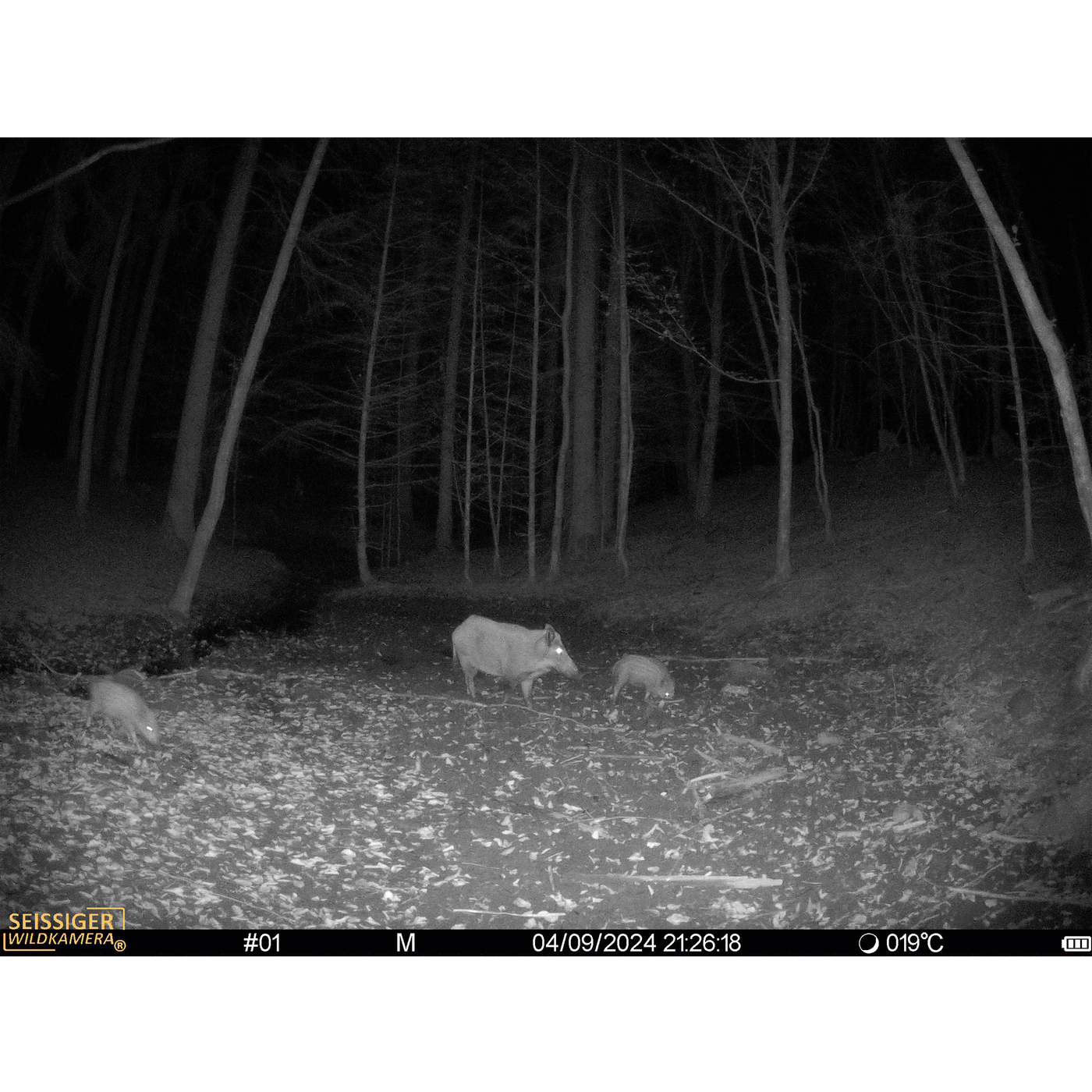 Aufnahme mit SEISSIGER Mini-Cam Wildkamera für die Jagd.