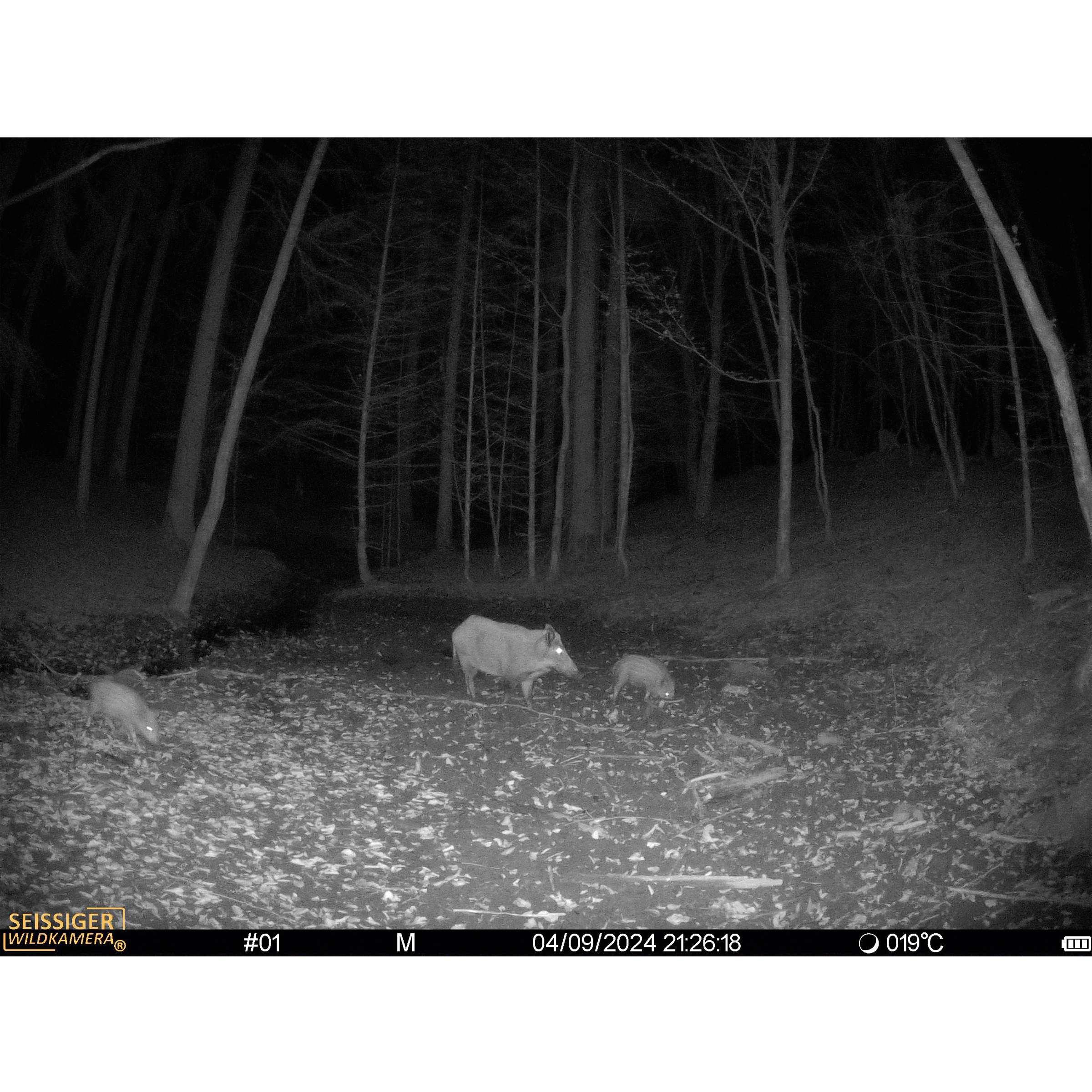 Aufnahme mit SEISSIGER Mini-Cam Wildkamera für die Jagd.