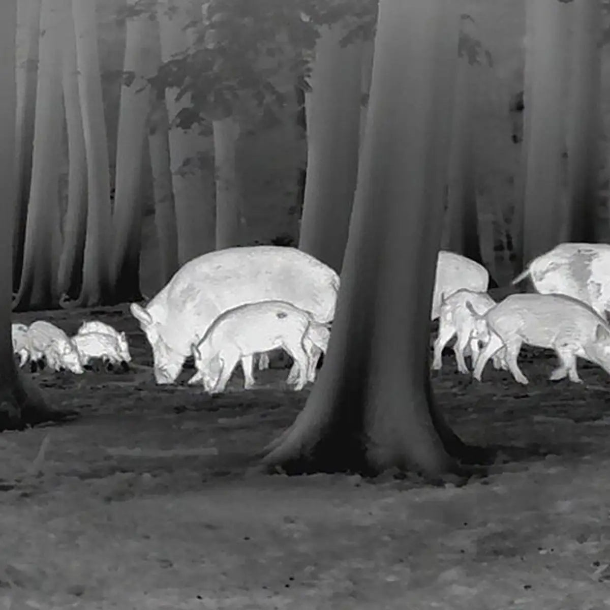 Es handelt sich hier um Aufnahmen mit der LEICA Calonox Sight SE Wärmebildkamera für die Jagd.