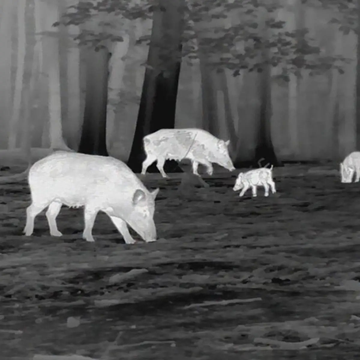 Es handelt sich hier um Aufnahmen mit der LEICA Calonox Sight SE Wärmebildkamera für die Jagd.