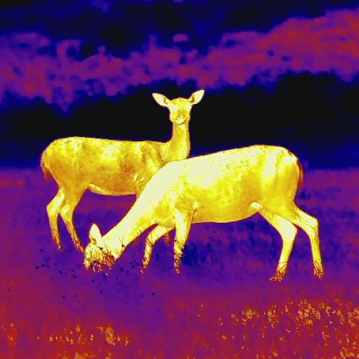 Es handelt sich hier um Aufnahmen mit der LEICA Calonox Sight SE Wärmebildkamera für die Jagd.