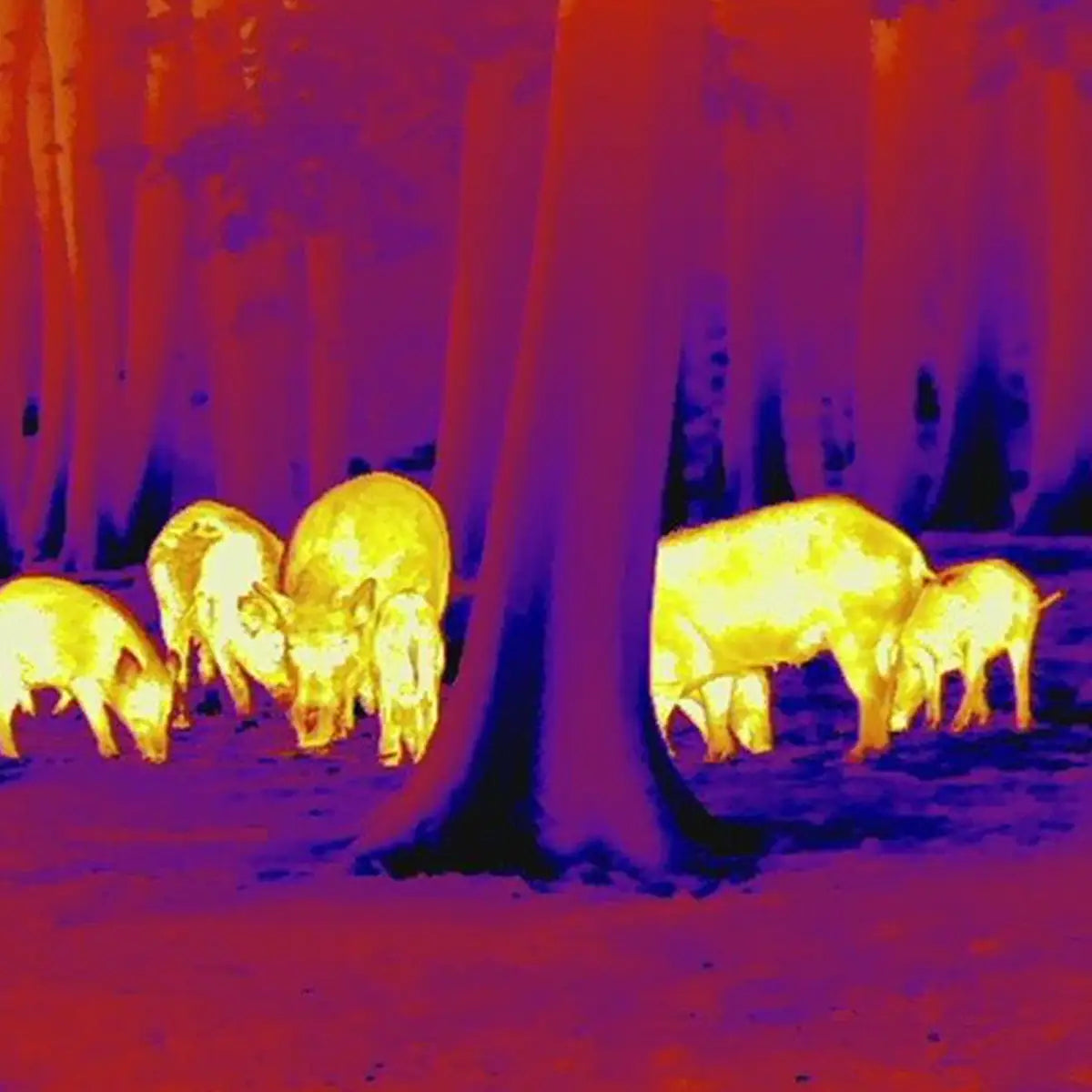 Es handelt sich hier um Aufnahmen mit der LEICA Calonox Sight SE Wärmebildkamera für die Jagd.