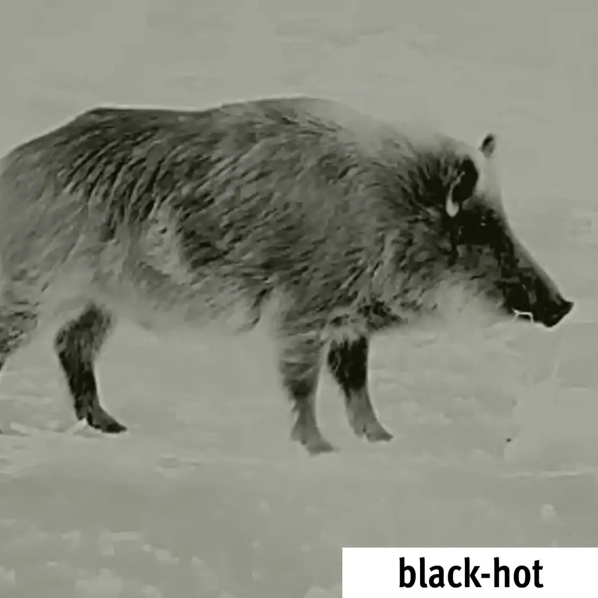 Es handelt sich hier um Aufnahme mit Wärmebildkamera Spotter Mini von Lahoux für die Jagd.