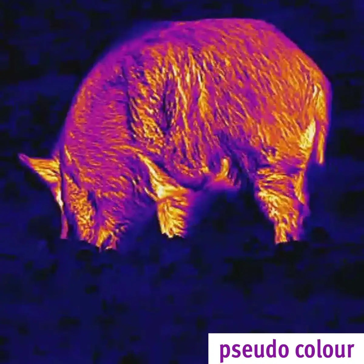 Es handelt sich hier um Aufnahme mit Wärmebildkamera Spotter Mini von Lahoux für die Jagd.