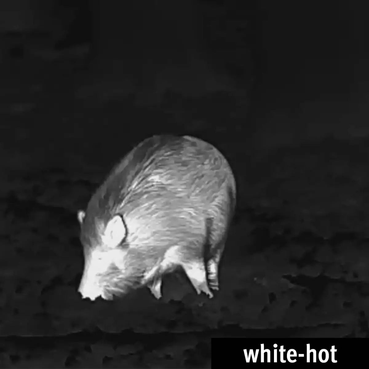 Es handelt sich hier um Aufnahme mit Wärmebildkamera Spotter Mini von Lahoux für die Jagd.