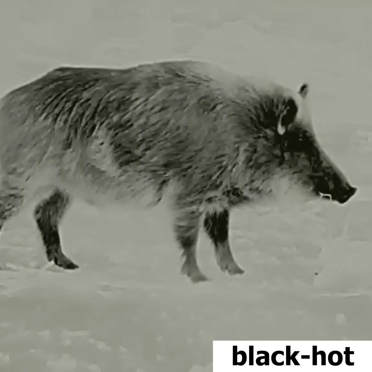 Es handelt sich hier um Aufnahme mit Wärmebildkamera Spotter NL 350 von Lahoux für die Jagd.