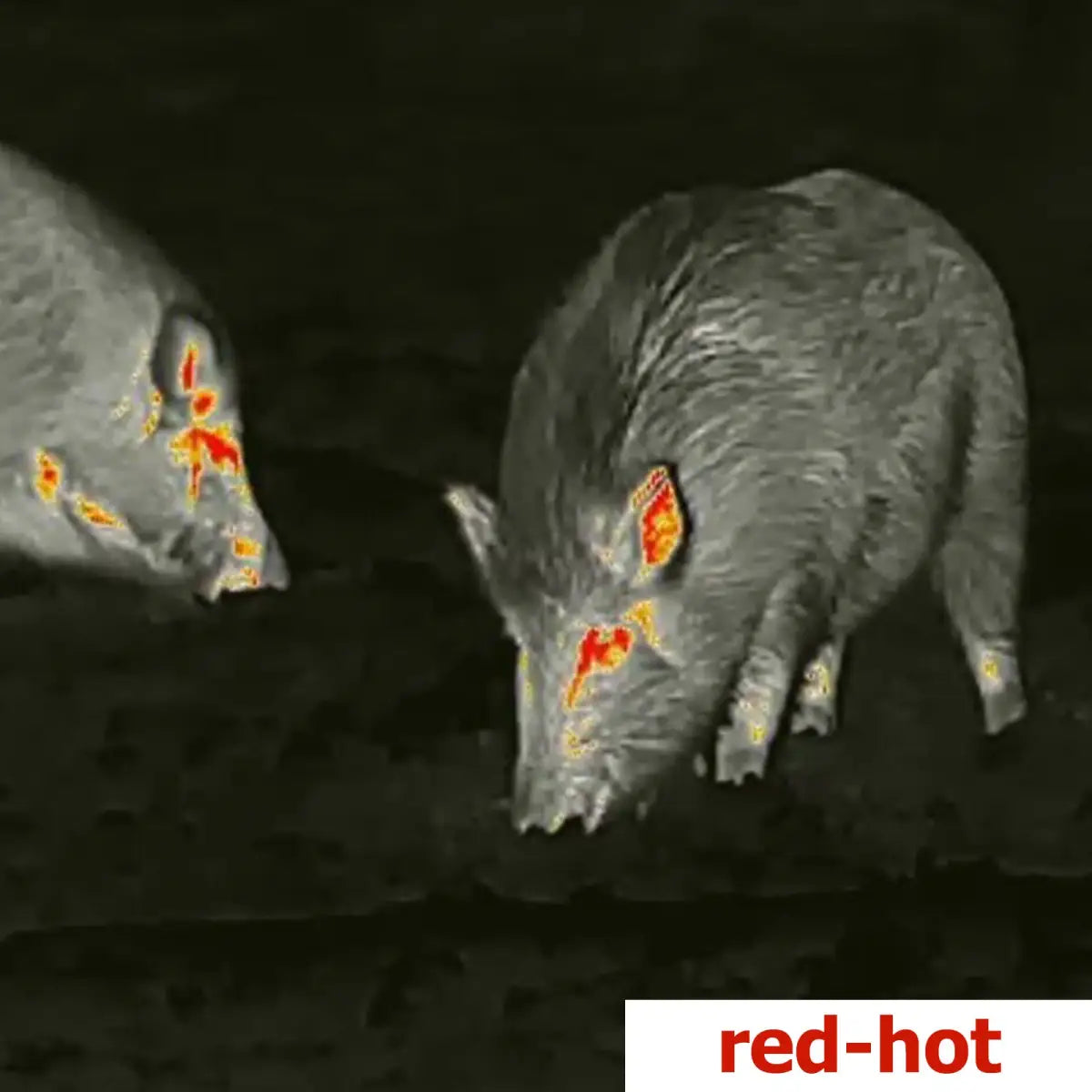 Es handelt sich hier um Aufnahme mit LAHOUX Spotter NL 625 Wärmebildkamera für die Jagd.