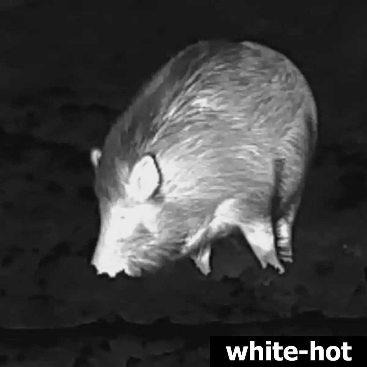 Es handelt sich hier um Aufnahme mit Lahoux Spotter NL 650 Wärmebildkamera für die Jagd.