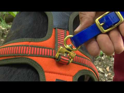 Es handelt sich hier um Video zum Niggeloh Hundegeschirr-FG Follow für die Jagd.