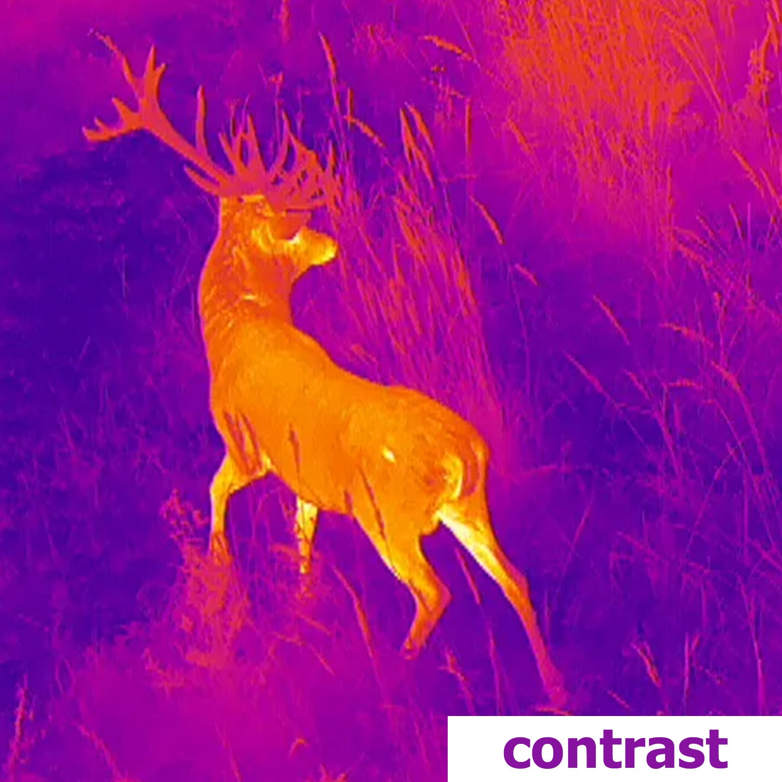 Es handelt sich hier um Aufnahme mit LAHOUX Spotter NL 650 Wärmebildkamera für die Jagd.