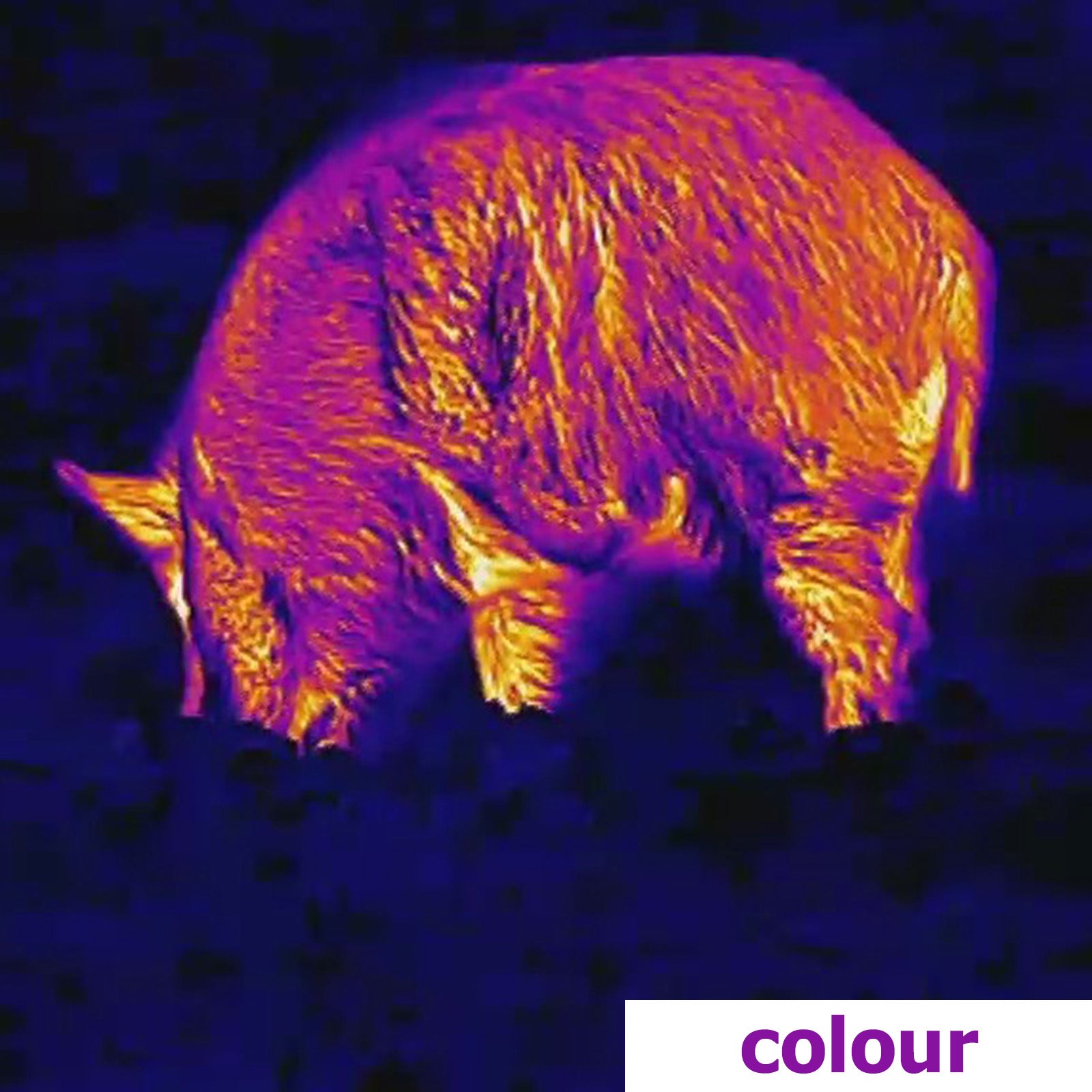 Es handelt sich hier um Aufnahmen mit LAHOUX Spotter NL 325 Wärmebildkamera für die Jagd.