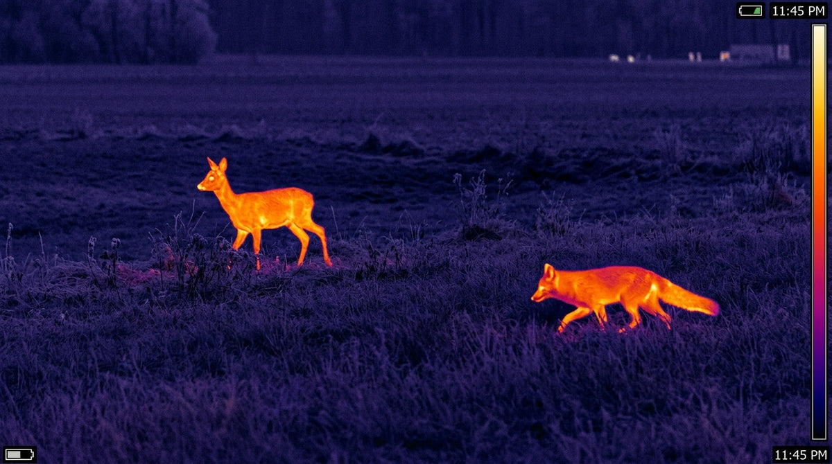 Wärmebildkamera für die Rehwildjagd – richtige Technik beim Reh