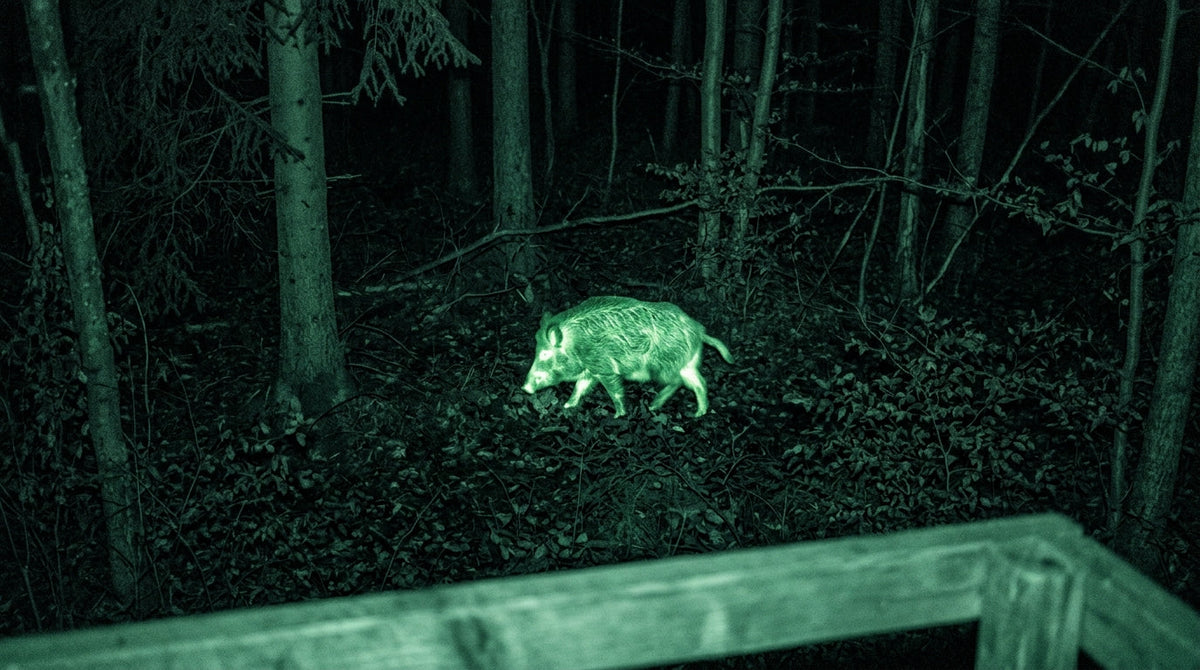 Wärmebildkamera auf der Drückjagd – Technik, Taktik und beste Geräte