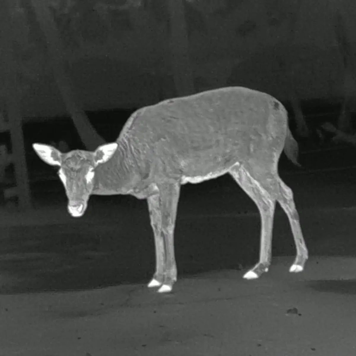 Es handelt sich hier um Aufnahme mit PARD Osprey 640 LRF Multispektral-Binokular für die Jagd.