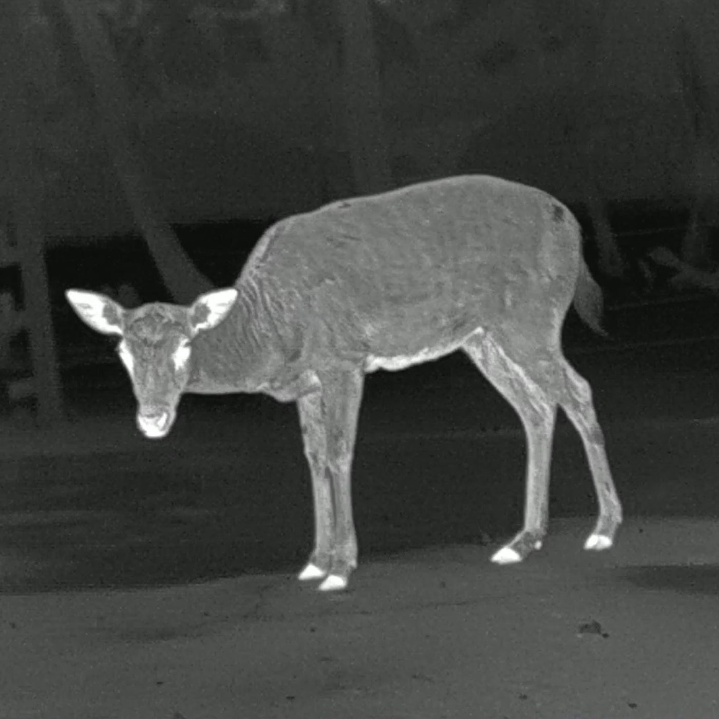 Aufnahme mit PARD TA32-35 LRF Wärmebildkamera für die Jagd.