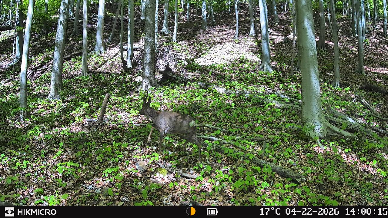 Aufnahme mit Wildkamera T16 von HIKMICRO für die Jagd.