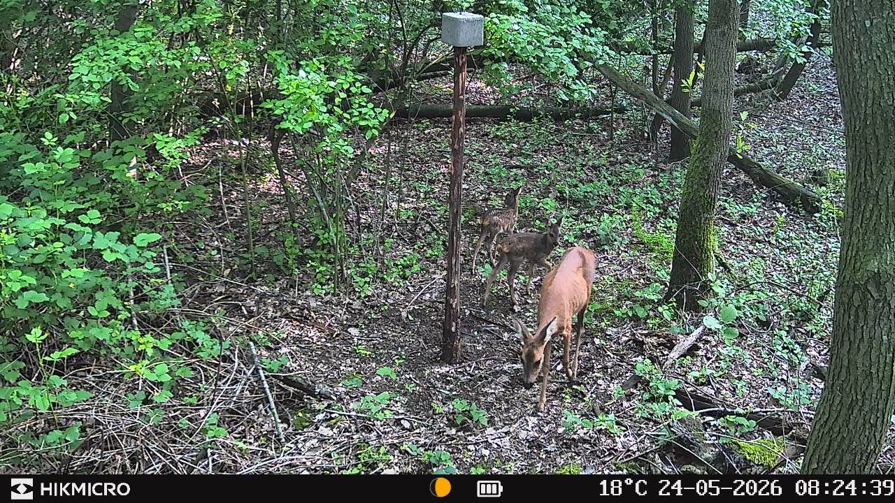 Aufnahme mit Wildkamera T16 von HIKMICRO für die Jagd.