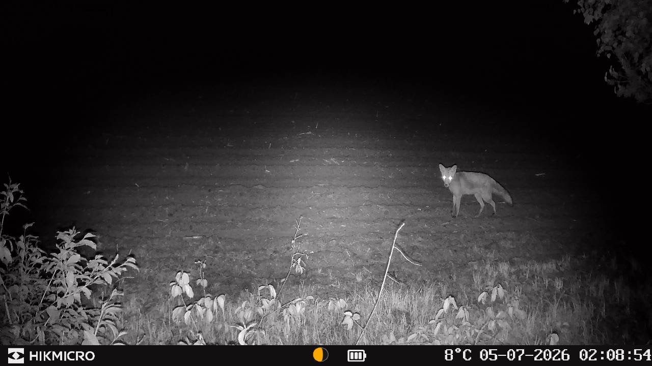 Aufnahme mit Wildkamera T16 von HIKMICRO für die Jagd.