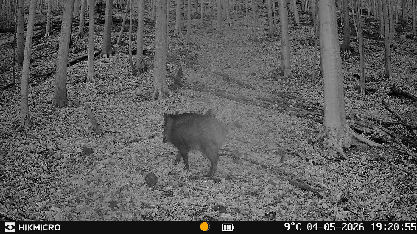 Aufnahme mit Wildkamera T16 von HIKMICRO für die Jagd.