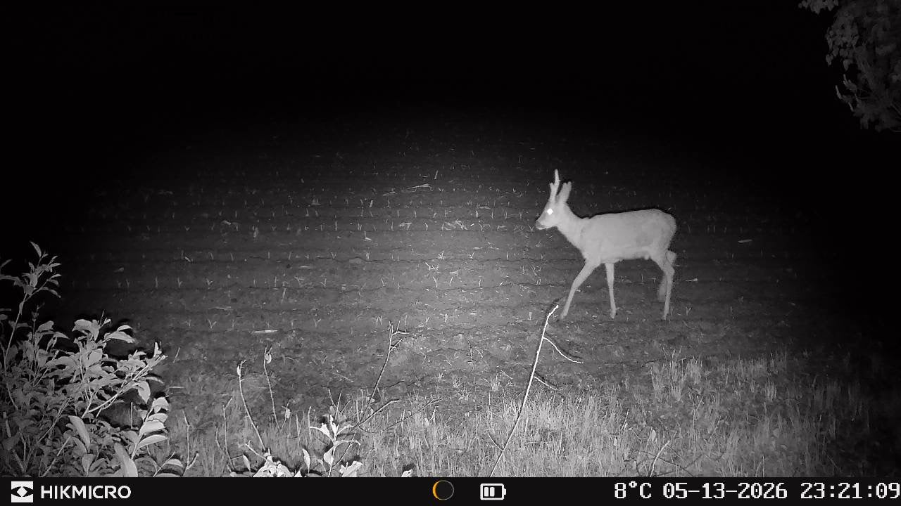 Aufnahme mit Wildkamera T16 von HIKMICRO für die Jagd.