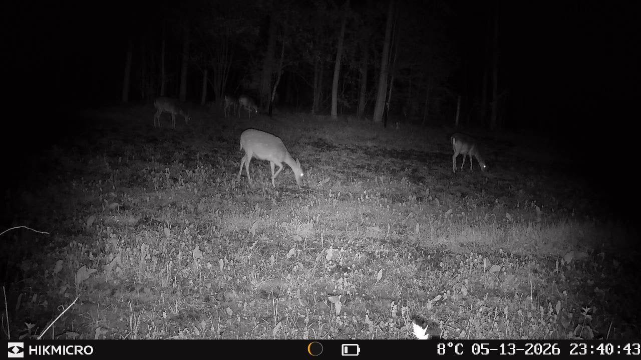 Aufnahme mit Wildkamera T16 von HIKMICRO für die Jagd.