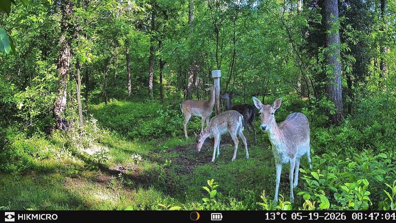 Aufnahme mit Wildkamera T16 von HIKMICRO für die Jagd.