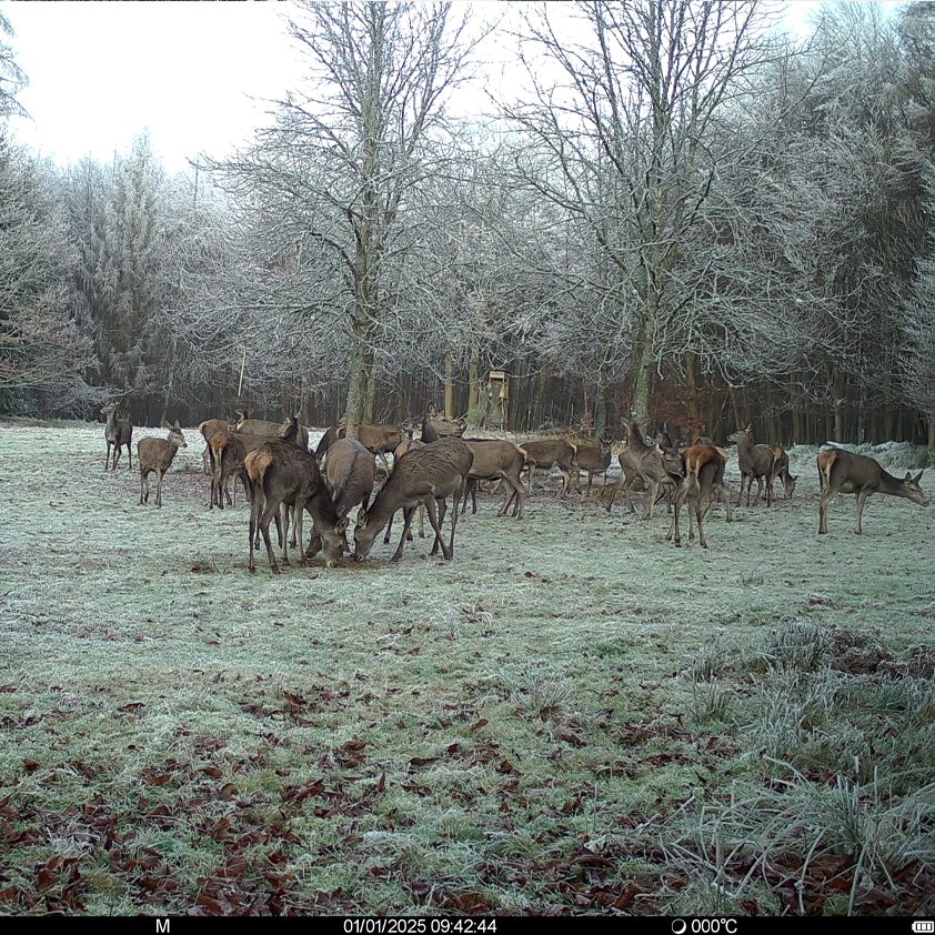 Es handelt sich hier um Aufnahem mit Wildkamera SEISSIGER Pro-Cam LTE SUPERSIM-Edition für die Jagd.