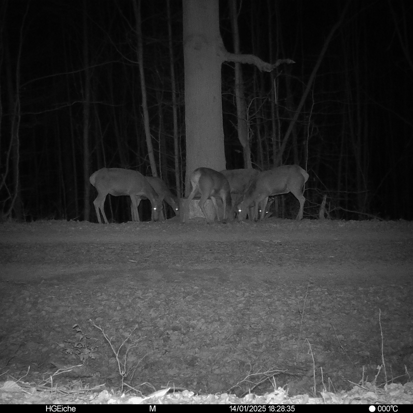 Es handelt sich hier um Aufnahem mit Wildkamera SEISSIGER Pro-Cam LTE SUPERSIM-Edition für die Jagd.